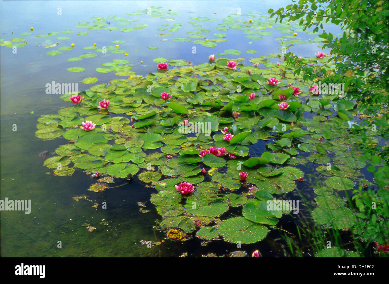 purple flowering water lilies (Nymphaea) Stock Photo