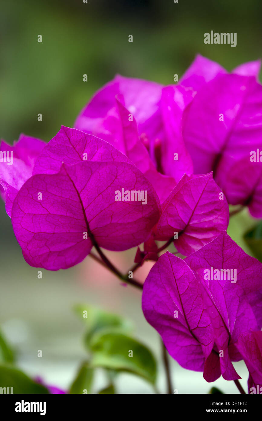 Bougainvillea Stock Photo