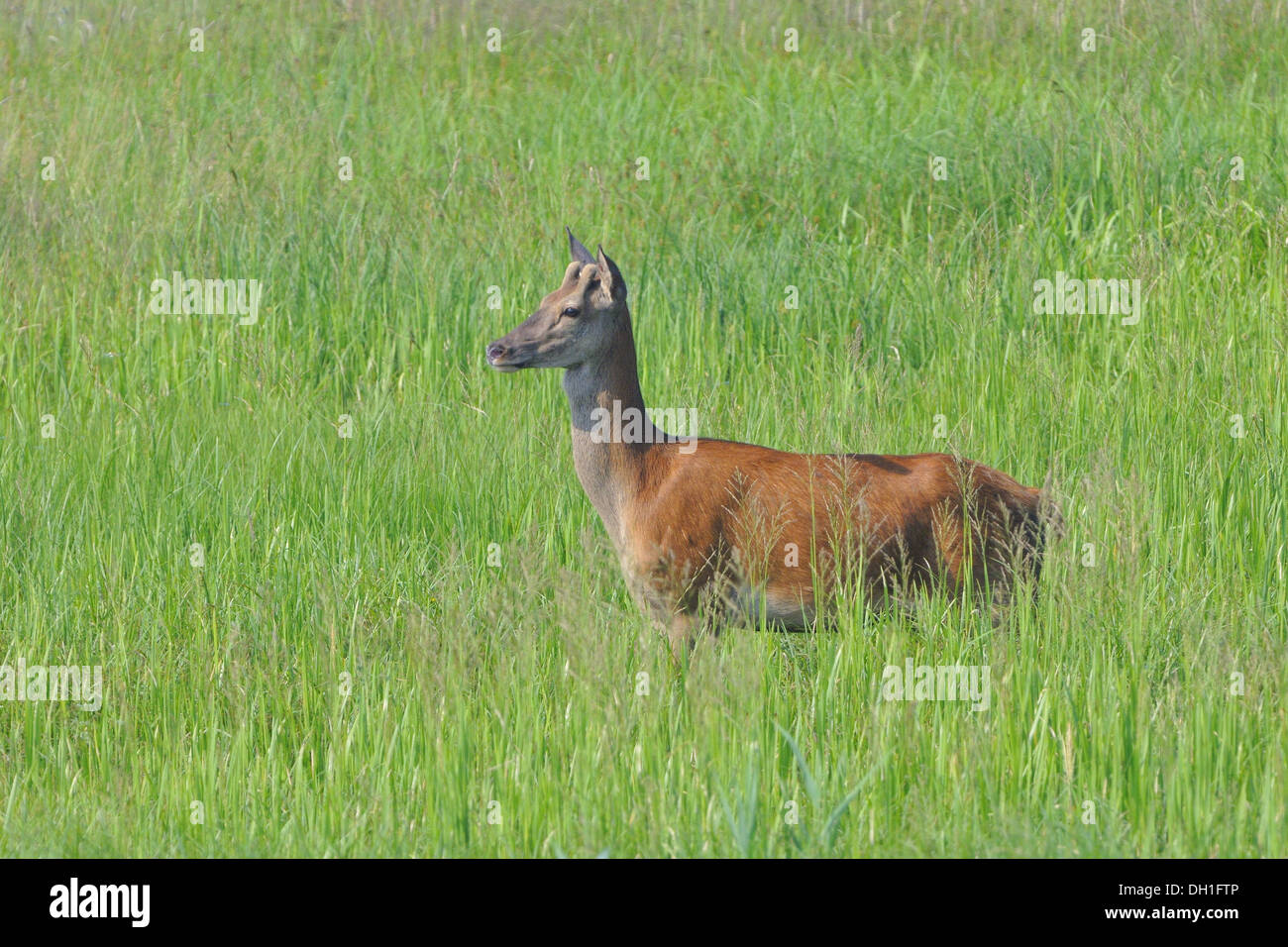 Red deer Stock Photo