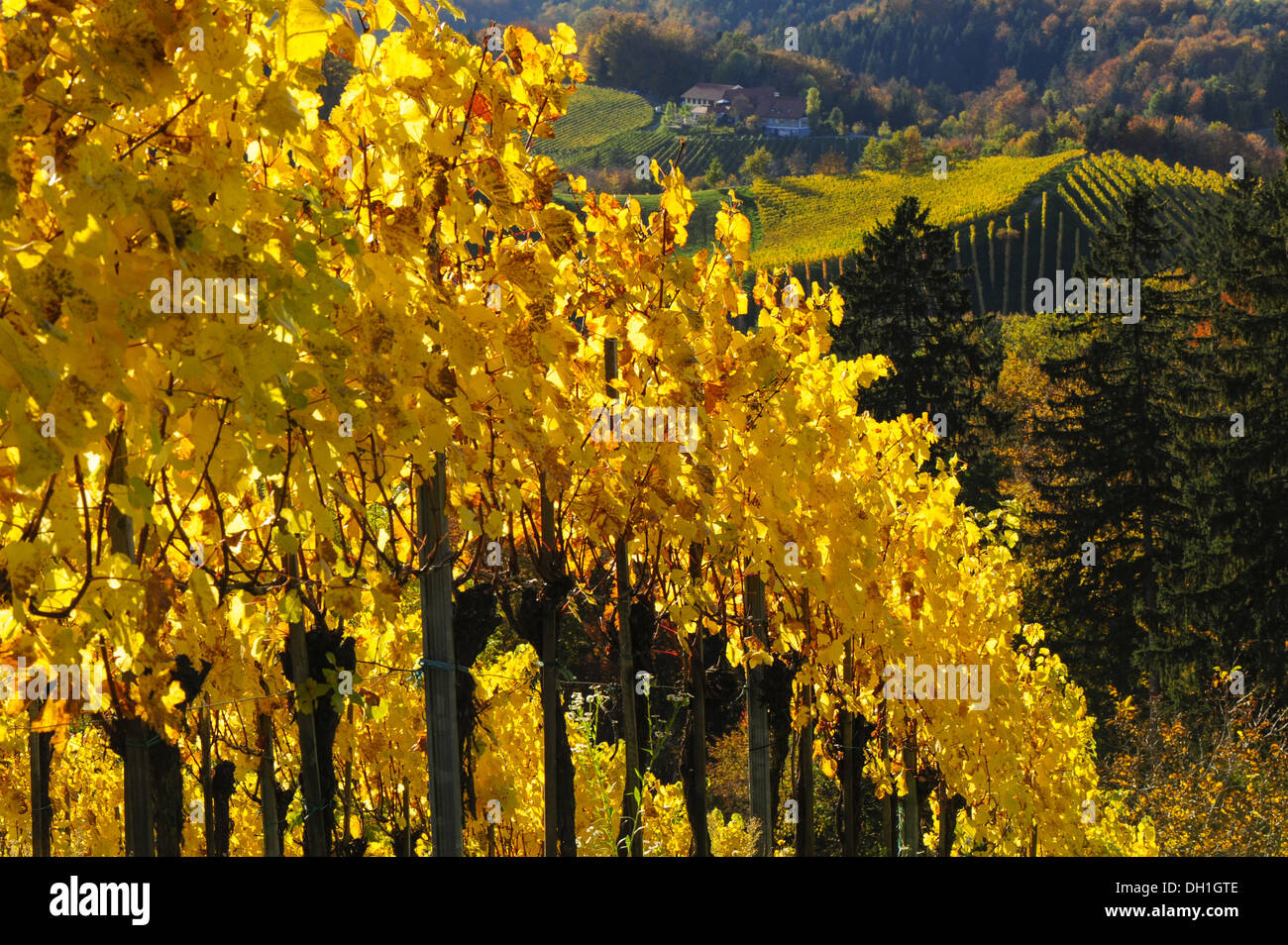 Suedsteirische Weinstrasse, Southern Styria wine route in autumn, Austria, Styria, Southern Styria, Glanz Stock Photo