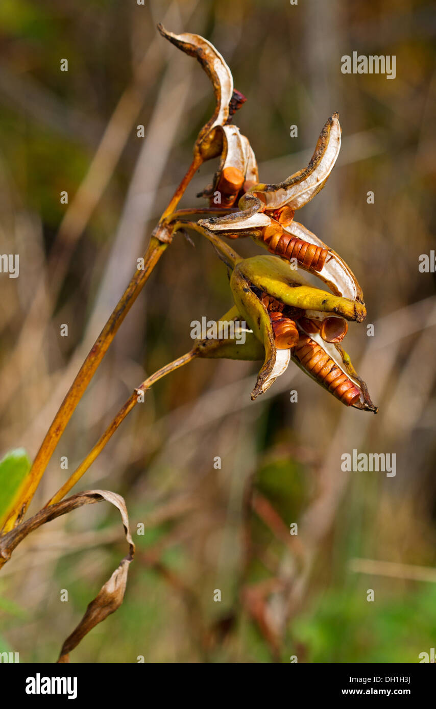 Iris seeds hires stock photography and images Alamy