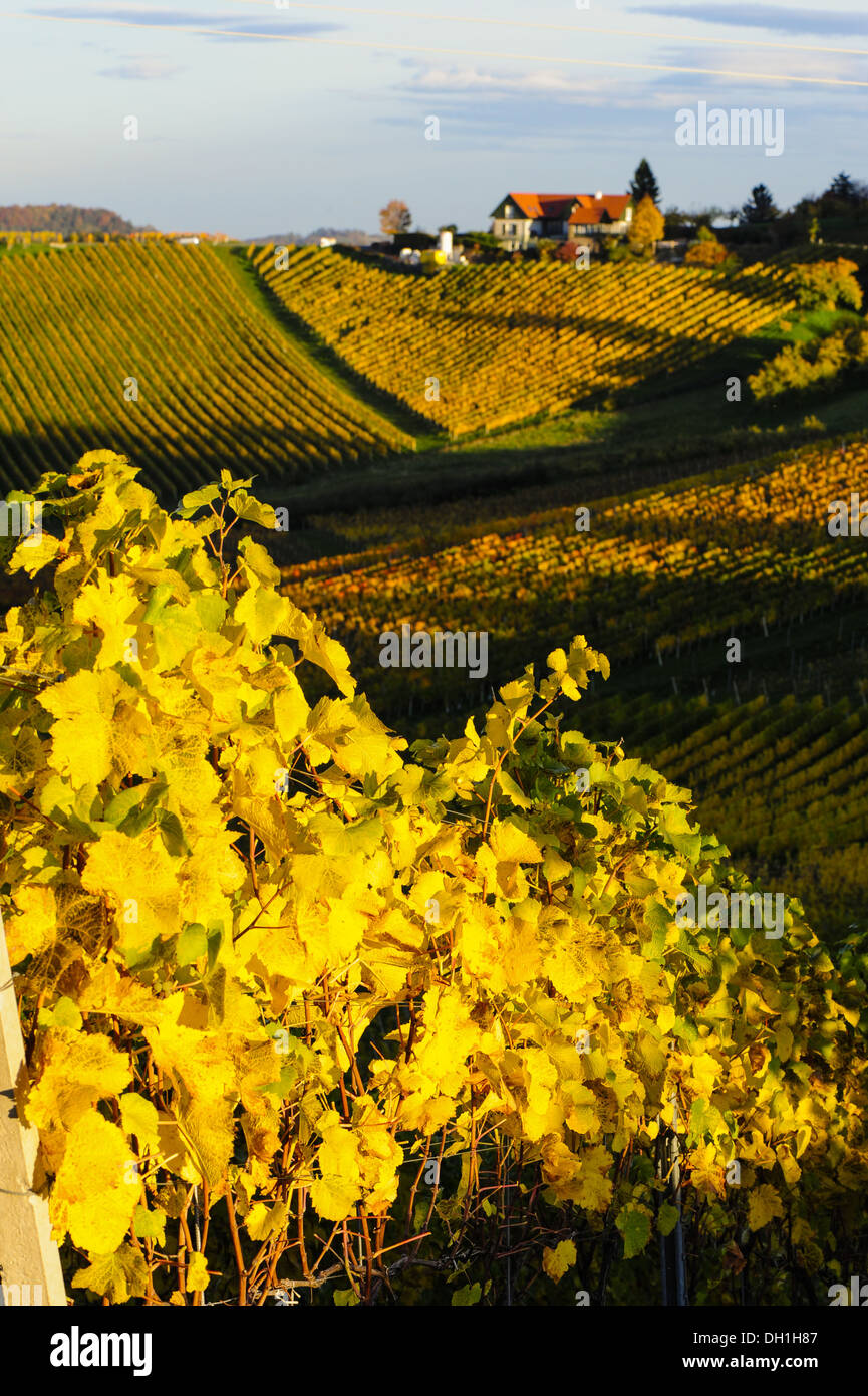 Suedsteirische Weinstrasse, Southern Styria wine route in autumn, Austria, Styria, Southern Styria, Gabersdorf Stock Photo