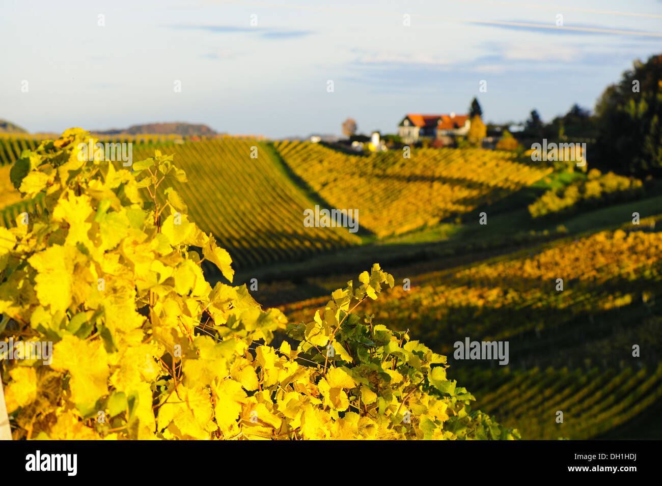 Suedsteirische Weinstrasse, Southern Styria wine route in autumn, Austria, Styria, Southern Styria, Gabersdorf Stock Photo