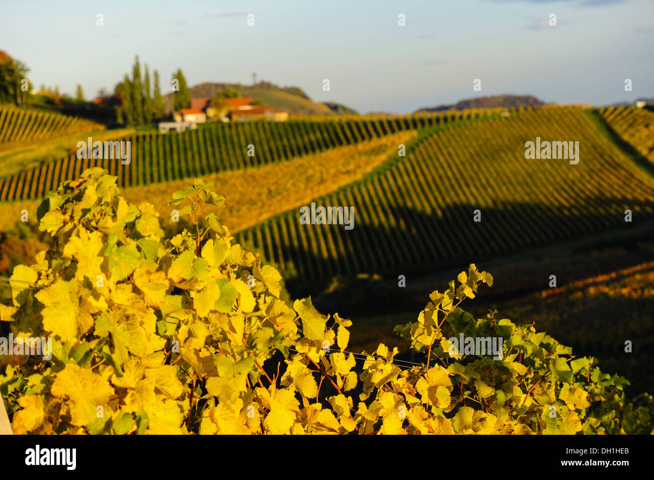 Suedsteirische Weinstrasse, Southern Styria wine route in autumn, Austria, Styria, Southern Styria, Gabersdorf Stock Photo