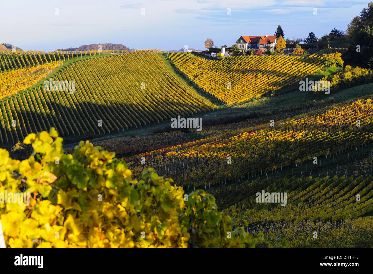 Suedsteirische Weinstrasse, Southern Styria wine route in autumn, Austria, Styria, Southern Styria, Gabersdorf Stock Photo