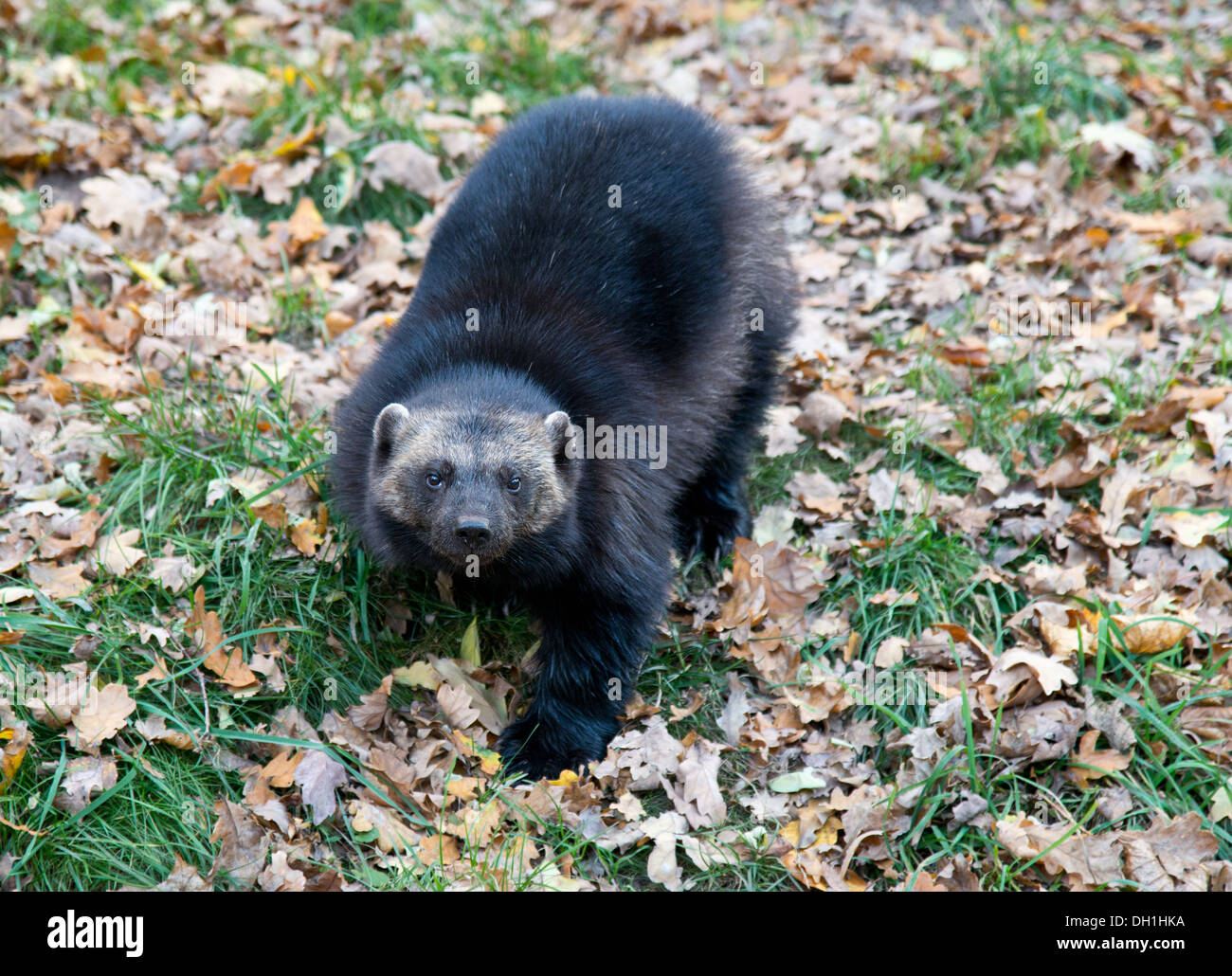 Wolverines hi-res stock photography and images - Alamy