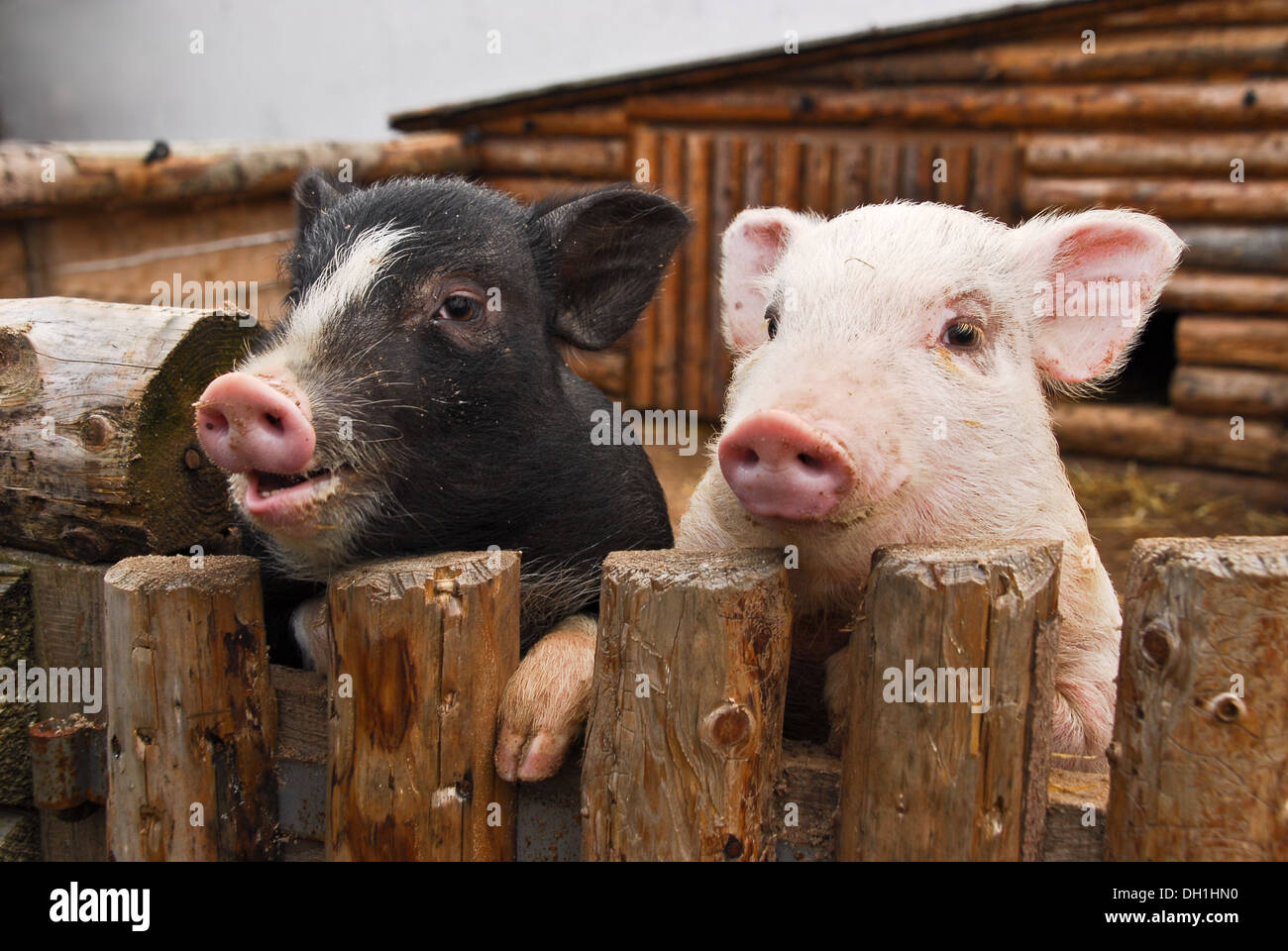 two pigs in zoo garden Stock Photo