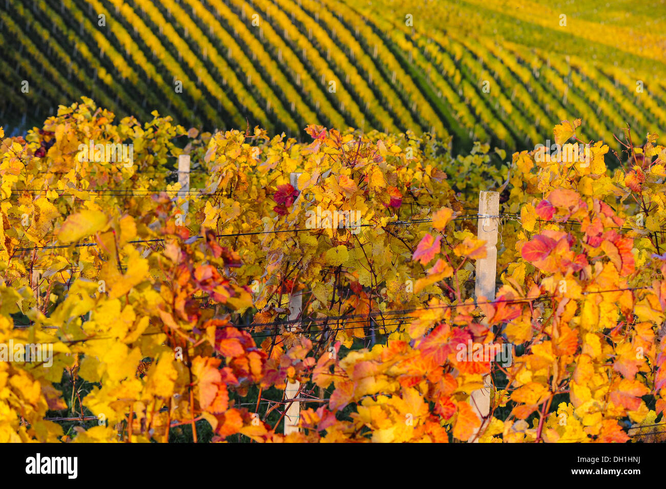 Suedsteirische Weinstrasse, Southern Styria wine route in autumn, Austria, Styria, Southern Styria, Ratsch Stock Photo