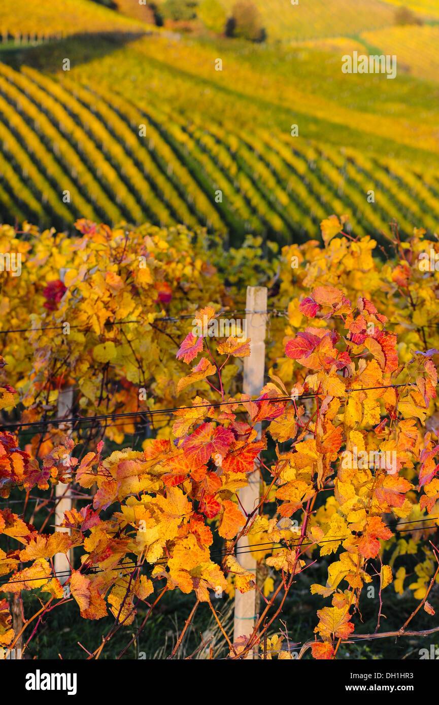 Suedsteirische Weinstrasse, Southern Styria wine route in autumn, Austria, Styria, Southern Styria, Ratsch Stock Photo