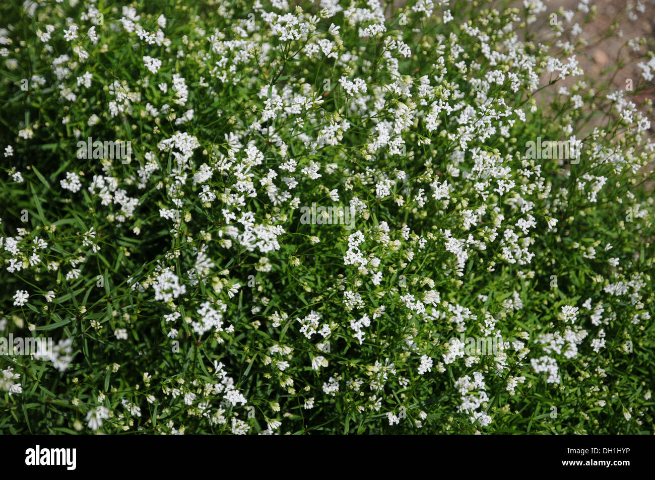 Woodruff Stock Photo