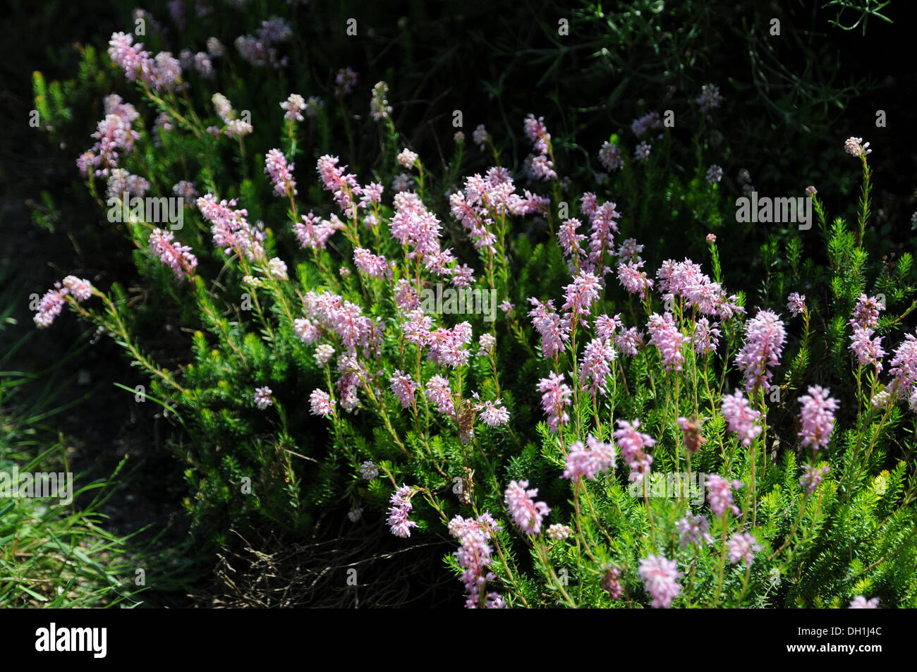 Spike Heath Stock Photo