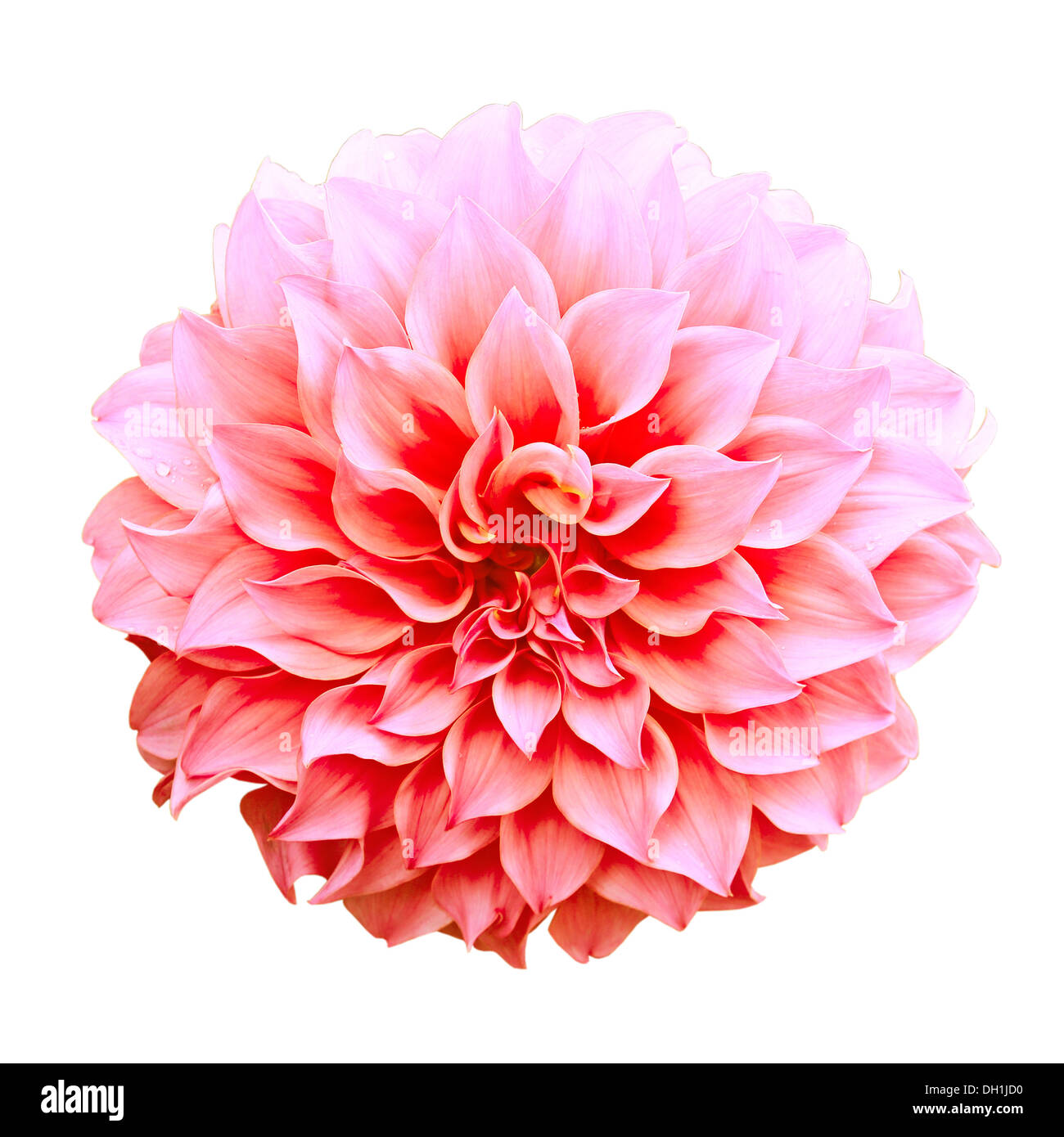Dahlia flower isolated on white background Stock Photo - Alamy