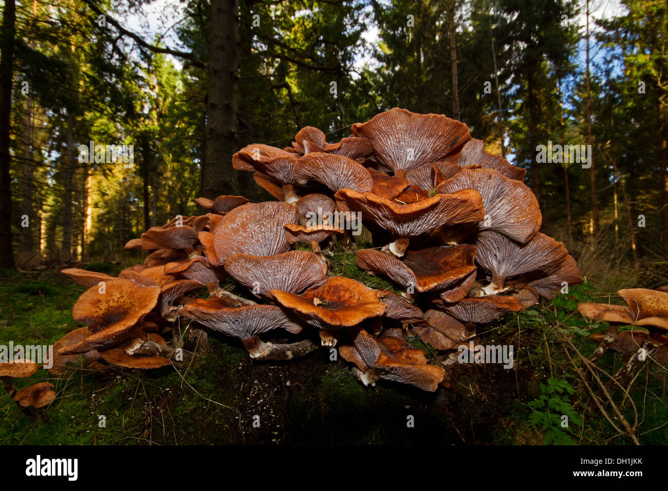 Mushrooms on a rotting tree trunk Stock Photo