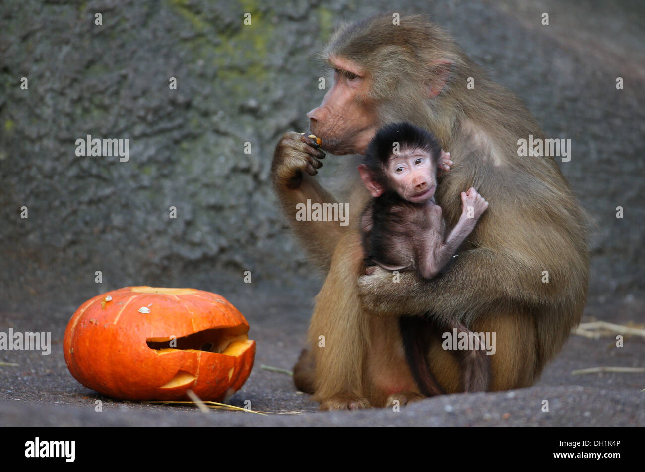Hamburg, Germany. 29th Oct, 2013. A baboon eats a Halloween pumpkin during  a photocall at the Hagenbeck Zoo in Hamburg, Germany, 29 October 2013. On  31 October, Halloween is celebrated. Photo: CHRISTIAN