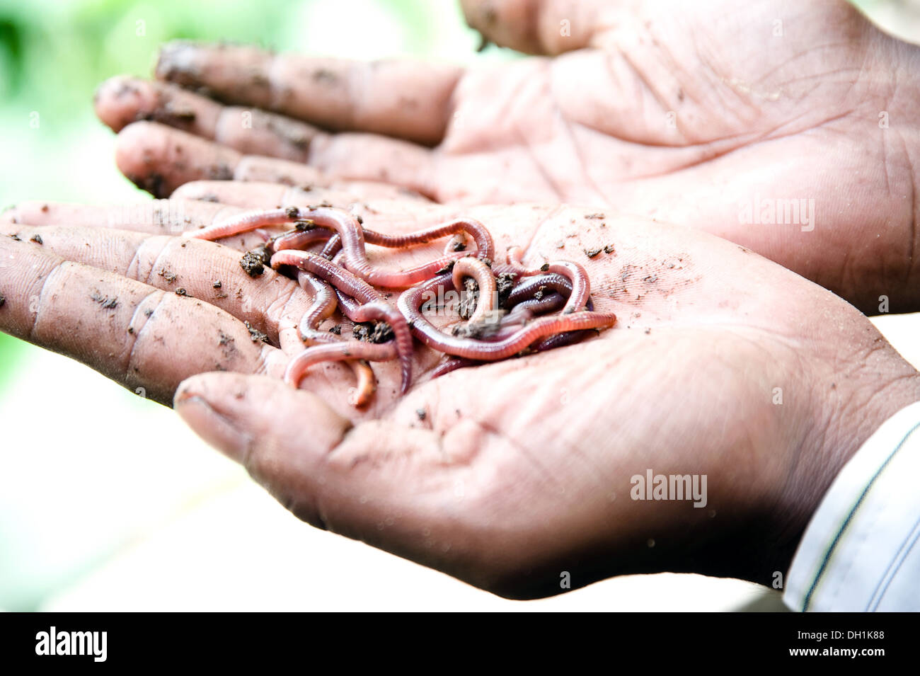 Vermiculture hires stock photography and images Alamy