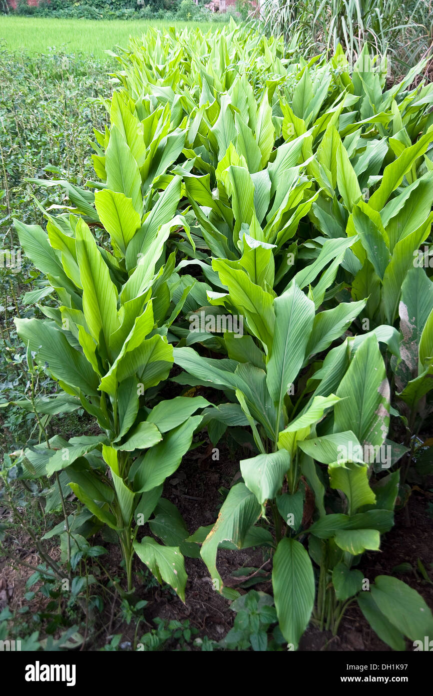 Turmeric Plant High Resolution Stock Photography and Images   Alamy
