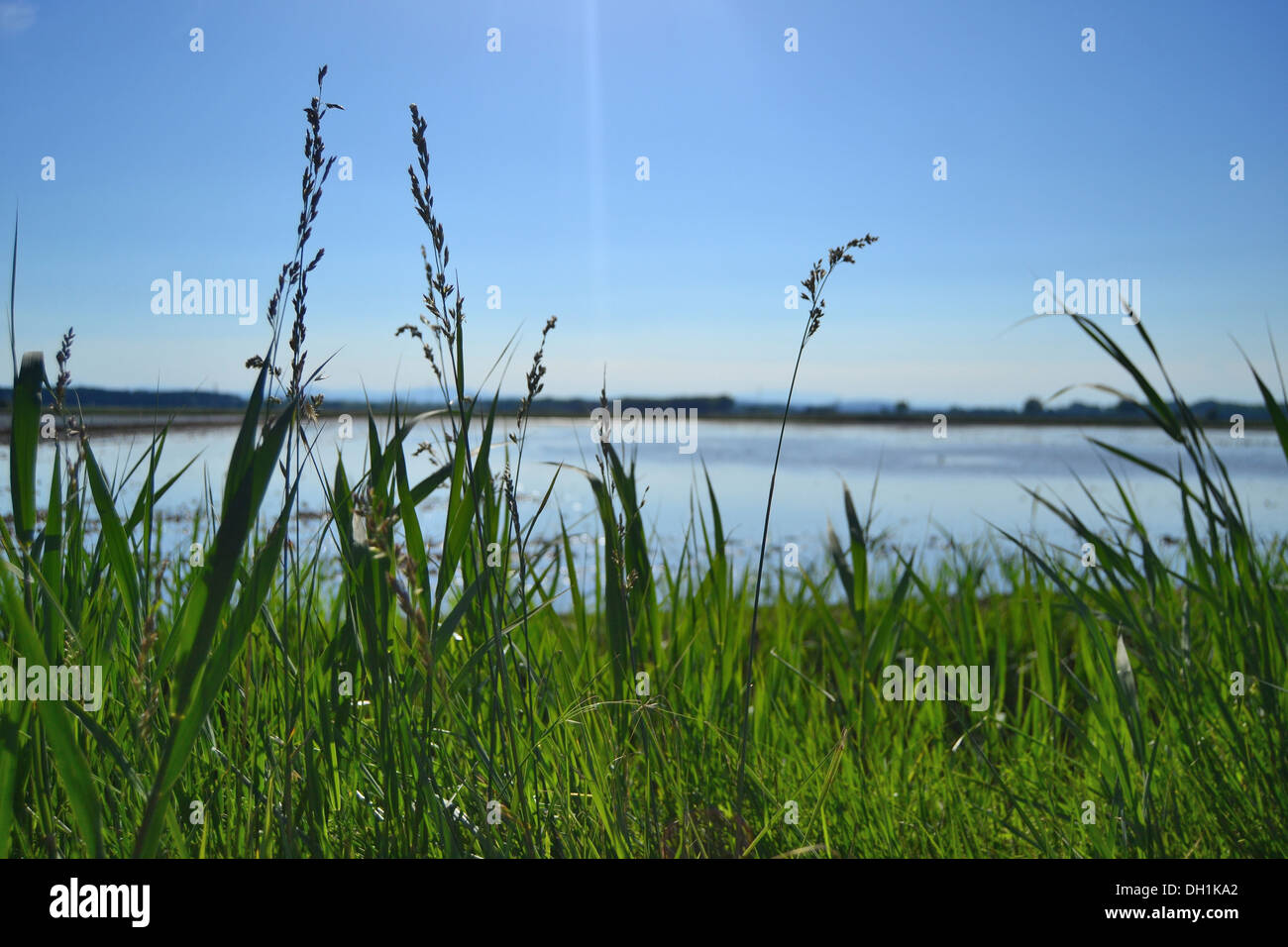 Rural rice farming hi-res stock photography and images - Alamy
