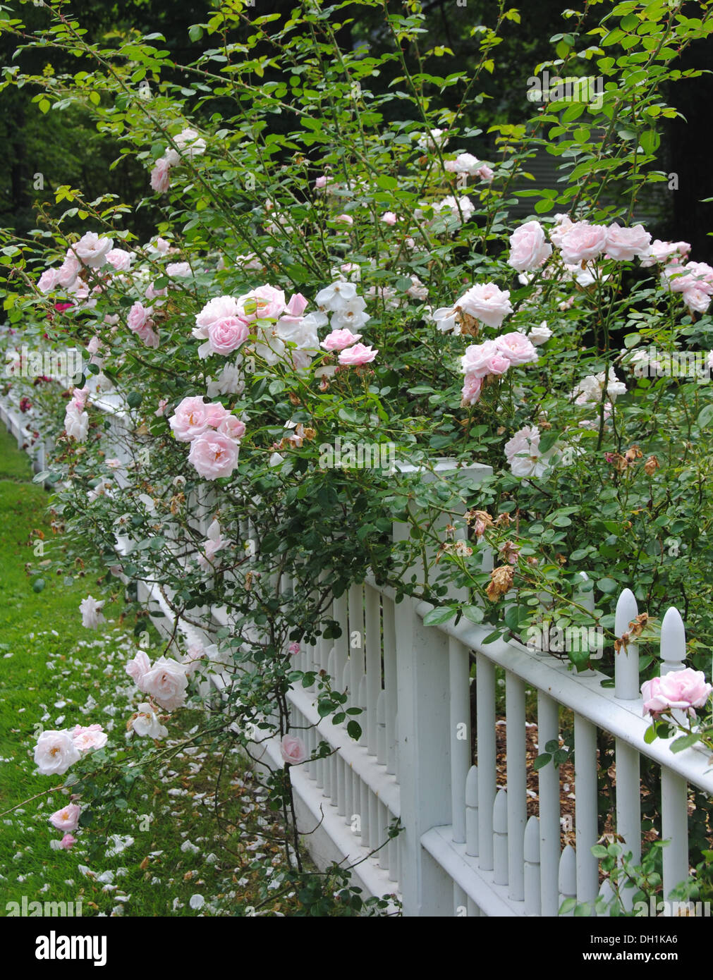 Lovely pink climbing roses spilling over a traditional white picket fence in spring, Concord MA. Stock Photo