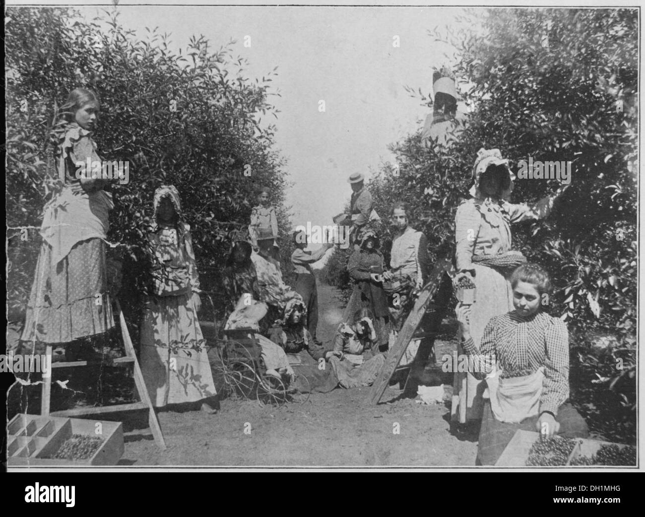 Picking cherries on an Oklahoma Fruit Ranch. A baby in a stroller watches the busy family at work, ca. 1900. Copy of h 516436 Stock Photo