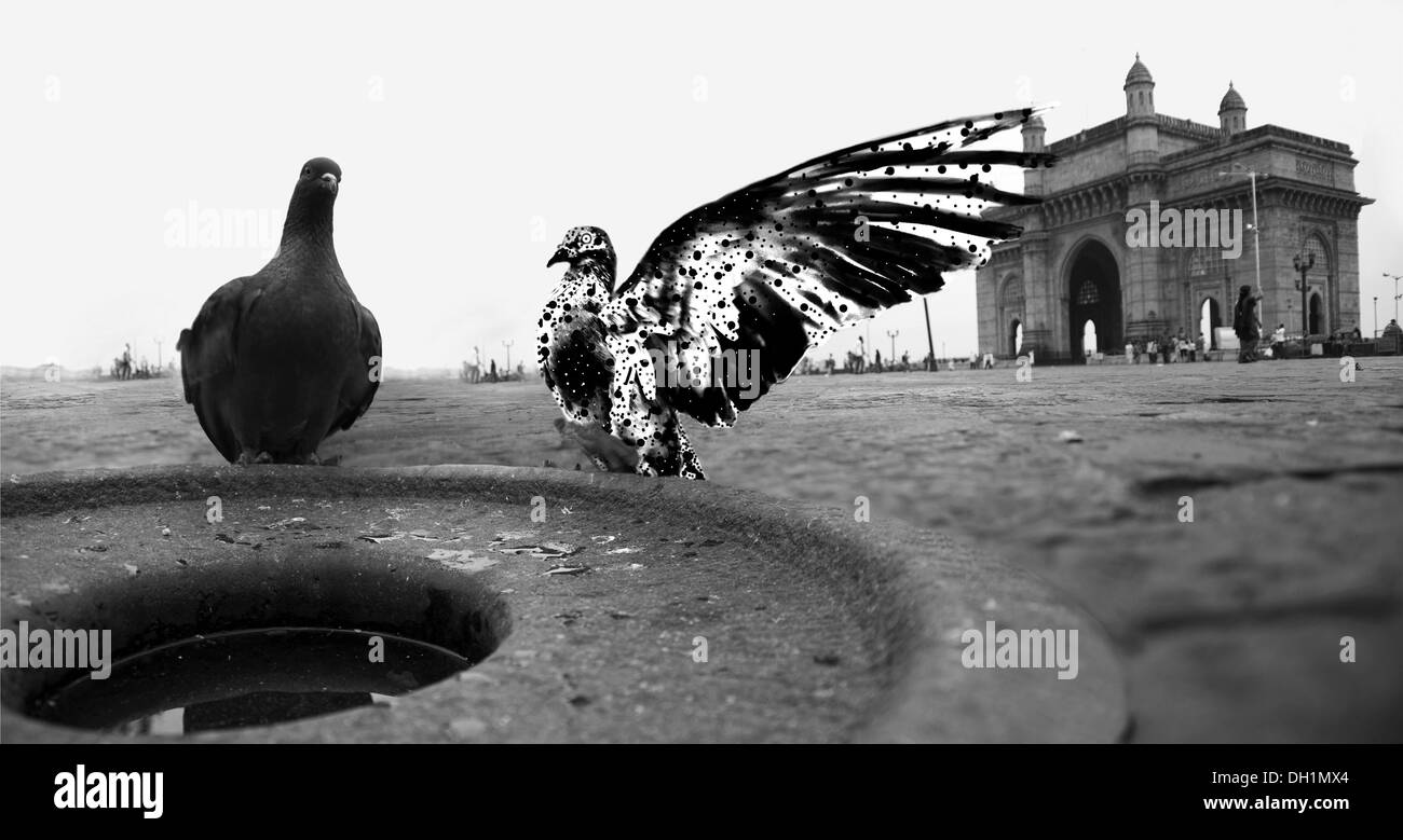 pigeon bird bath gateway of India mumbai maharashtra India Stock Photo
