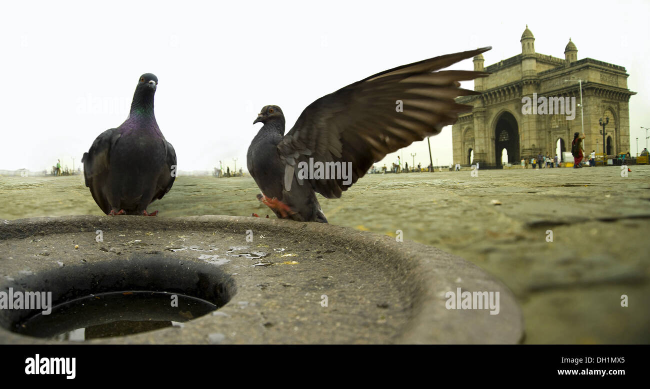 pigeon bird bath gateway of India mumbai maharashtra India Stock Photo