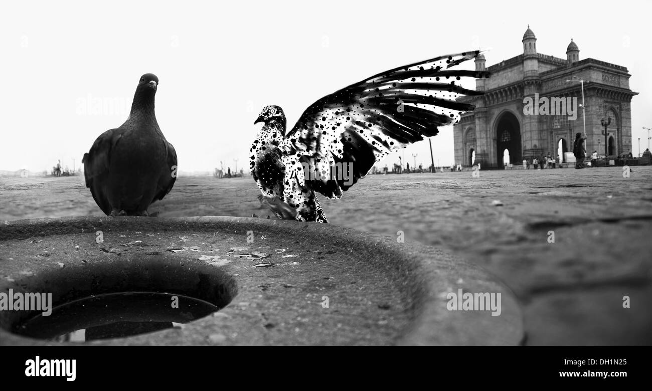 pigeons bird bath bowl at gateway of india at mumbai maharashtra India Stock Photo