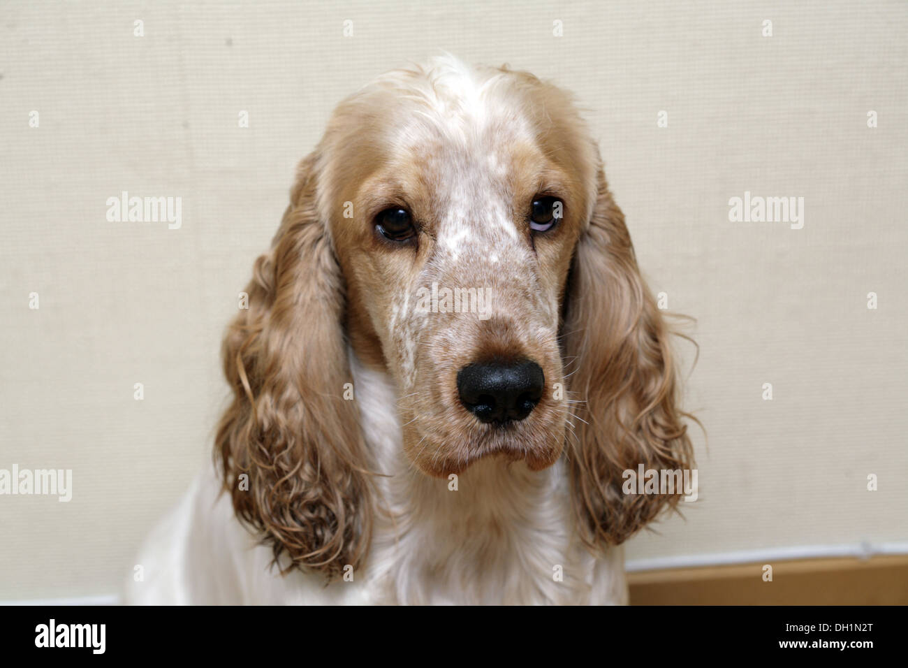 English Cocker Spaniel breed of gun dog Stock Photo Alamy