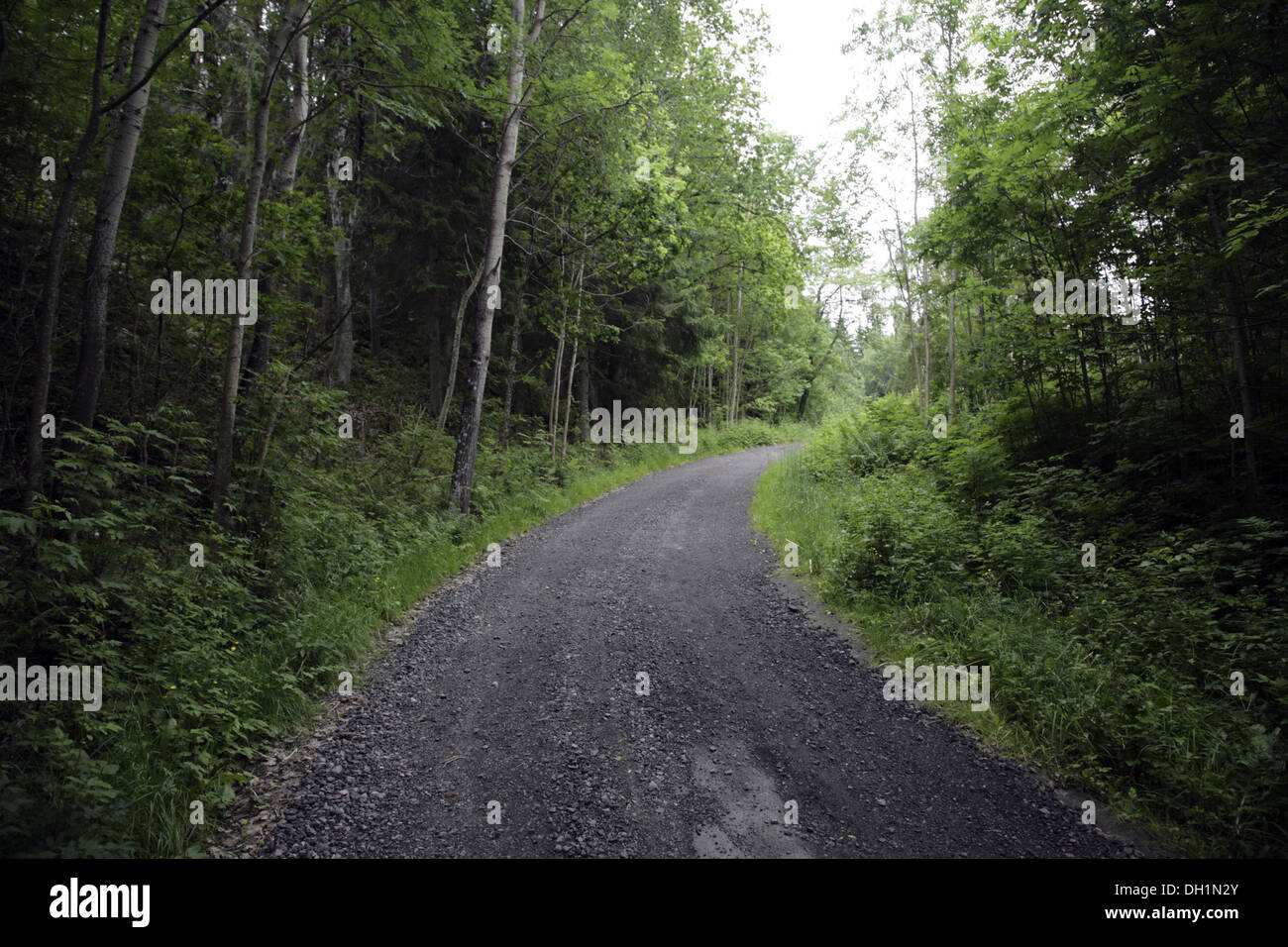 Curved road in Forest Sweden europe Stock Photo