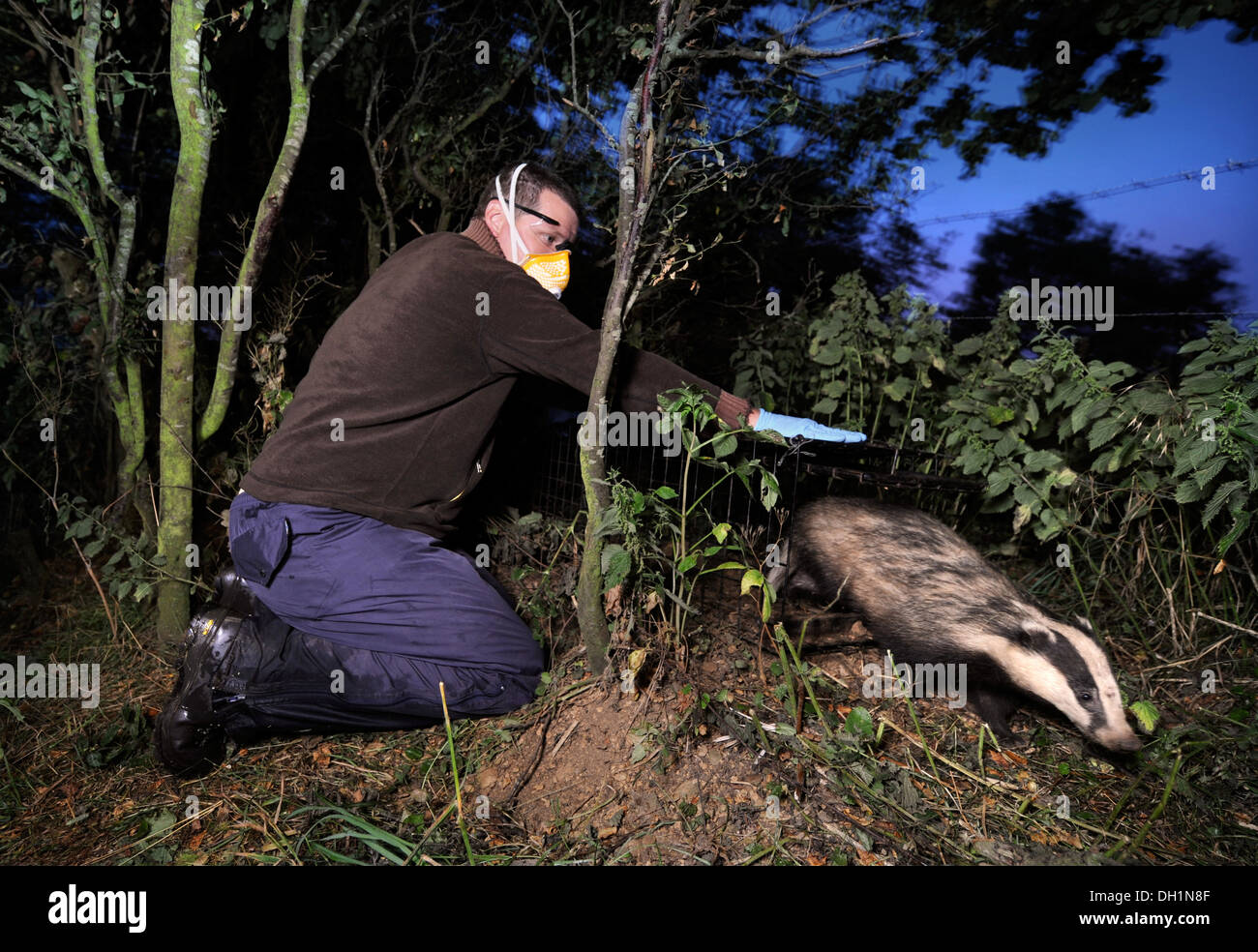 The Badger TB vaccination programme at Gloucestershire Wildlife Trust's Greystones Farm Nature Reserve near Bourton-on-the-Water Stock Photo