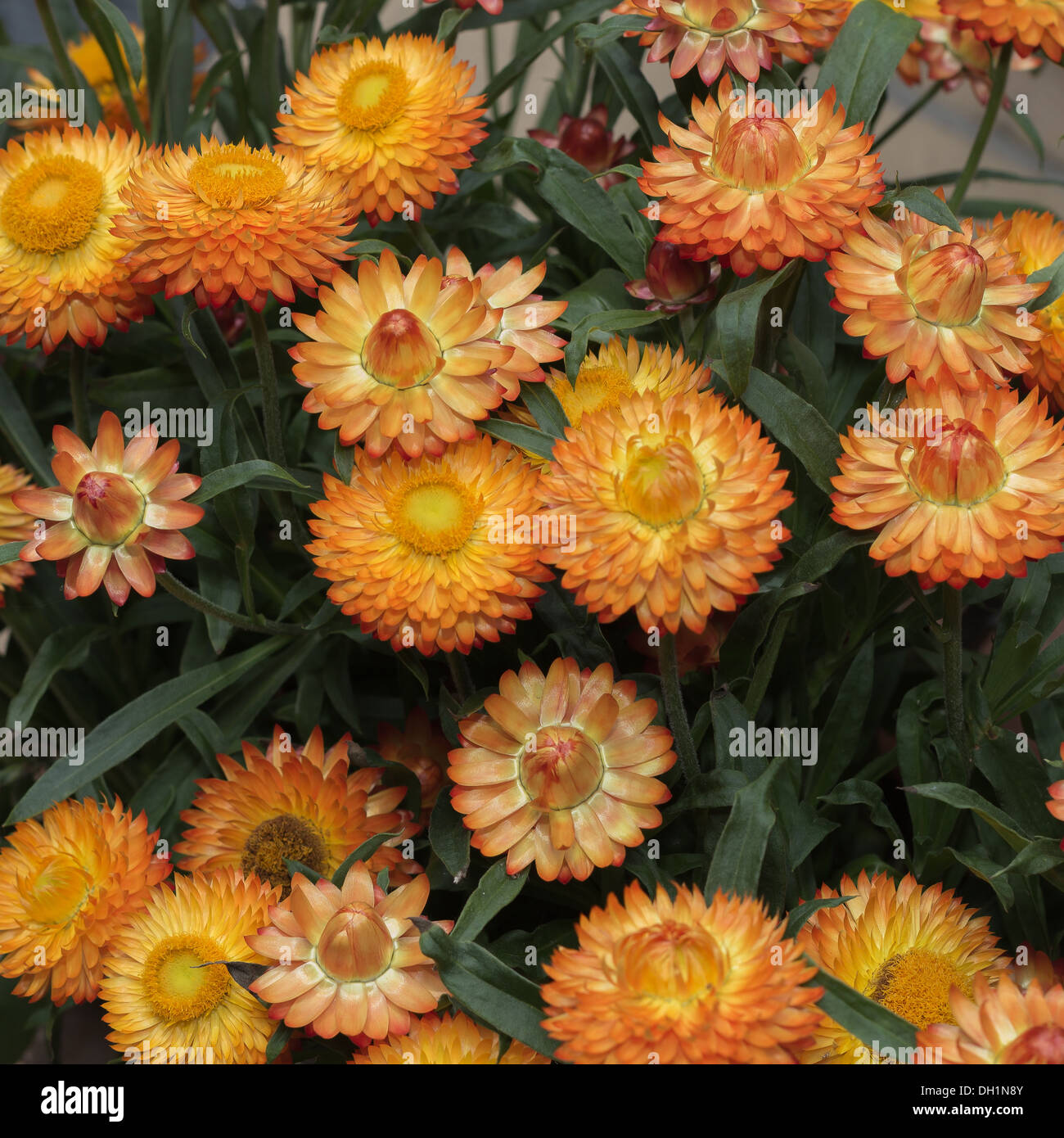 Helichrysum flower bed Stock Photo