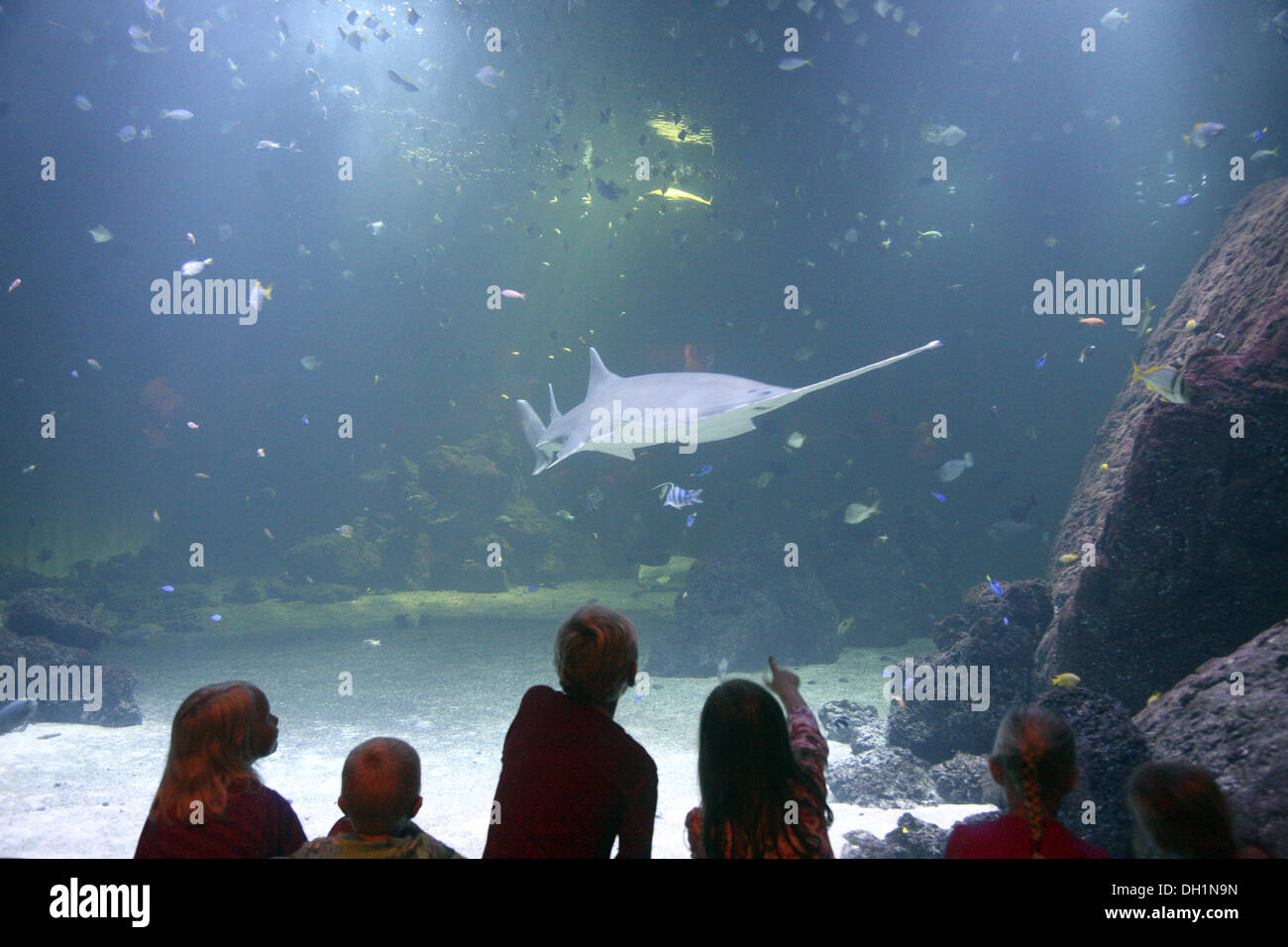 Sawfish Shark in aquarium Universeum gothenburg sweden Europe Stock Photo
