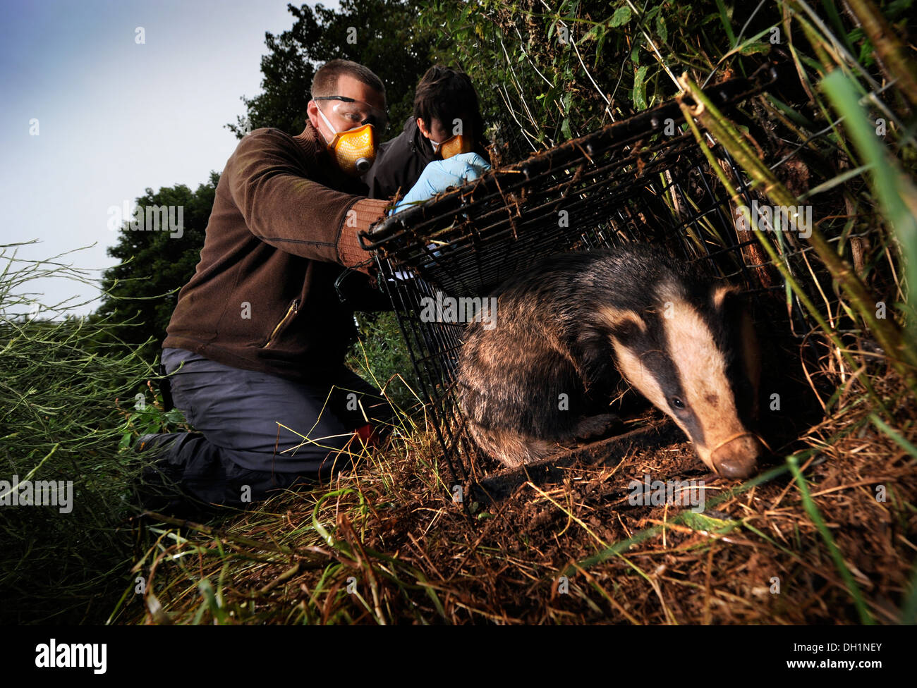 The Badger TB vaccination programme at Gloucestershire Wildlife Trust's Greystones Farm Nature Reserve near Bourton-on-the-Water Stock Photo