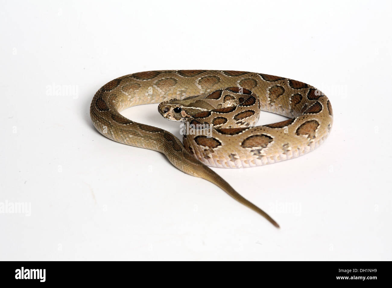 Chain viper hi-res stock photography and images - Alamy