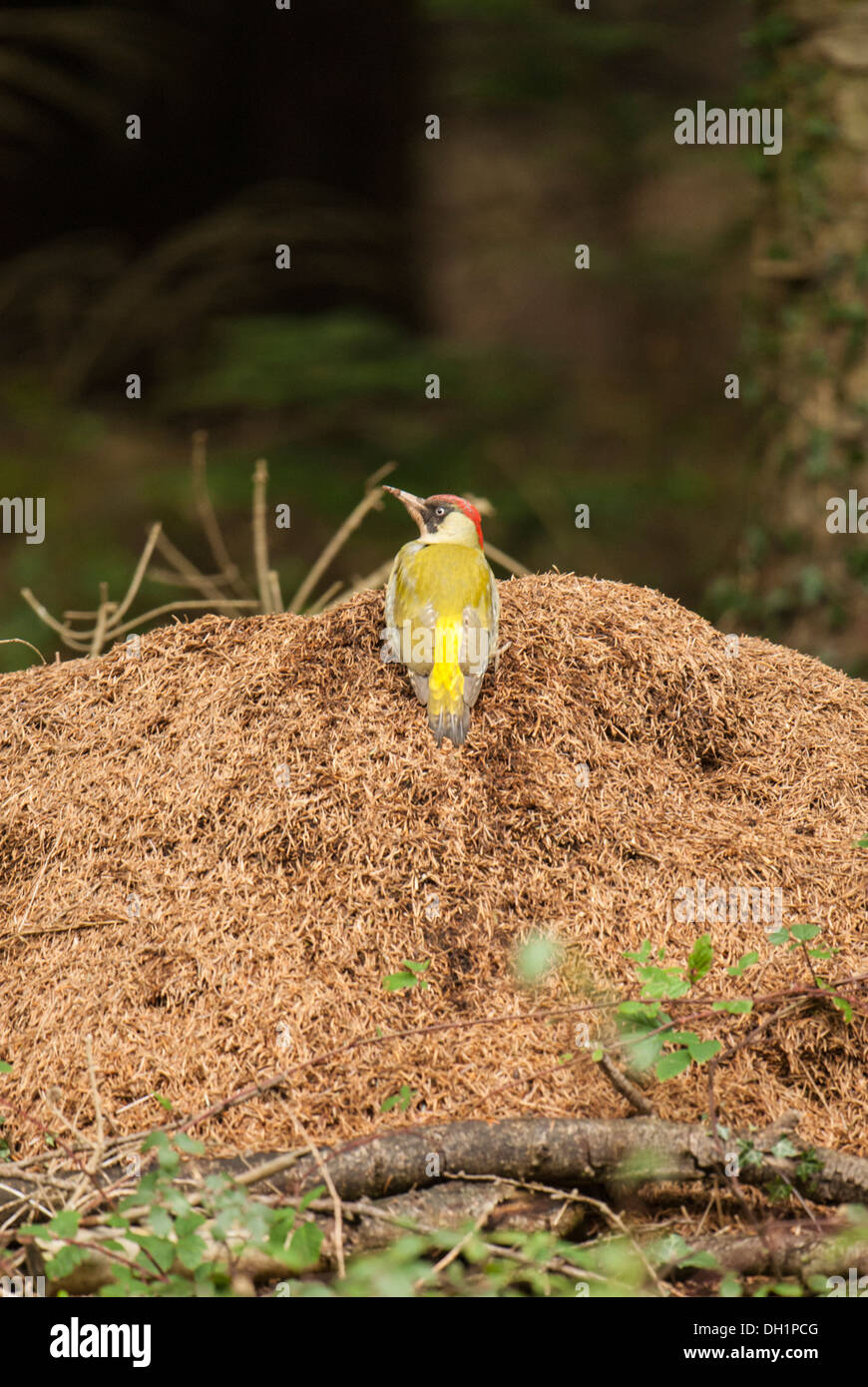 Green Woodpecker on Anthill. Stock Photo