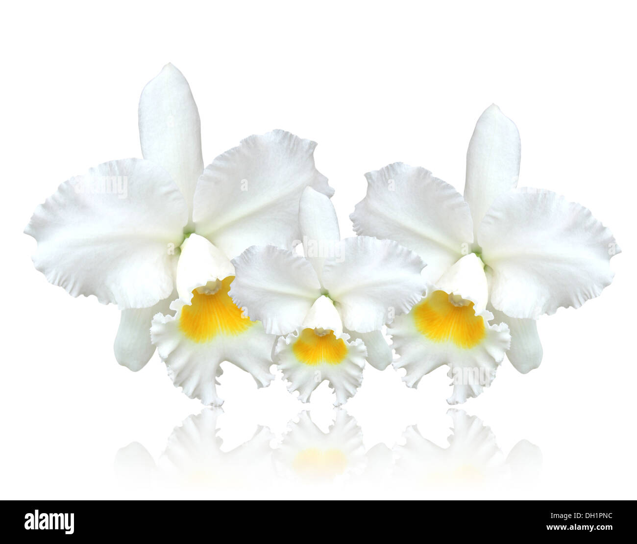 White Cattleya orchid isolated on white background. Stock Photo