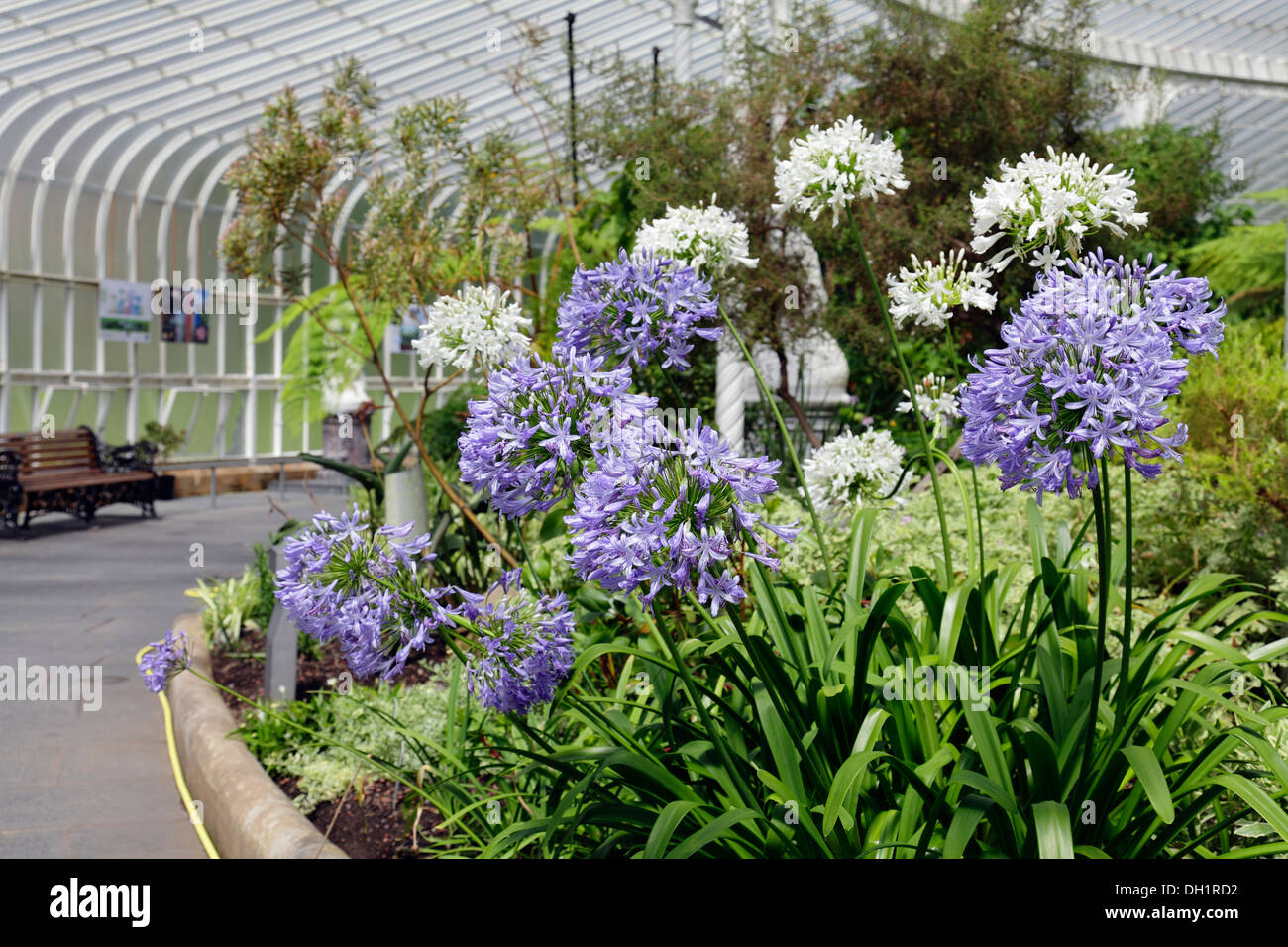 Agapanthus growing in the Kibble Palace, Glasgow, Scotland, UK Stock Photo