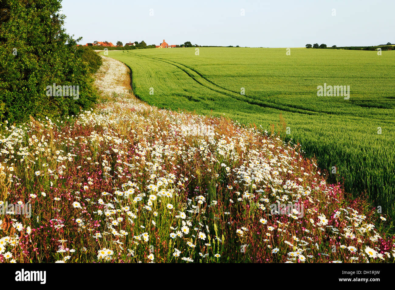 Agricultural field fields grain crop crops with Wild Flower flowers border borders Norfolk England UK Stock Photo