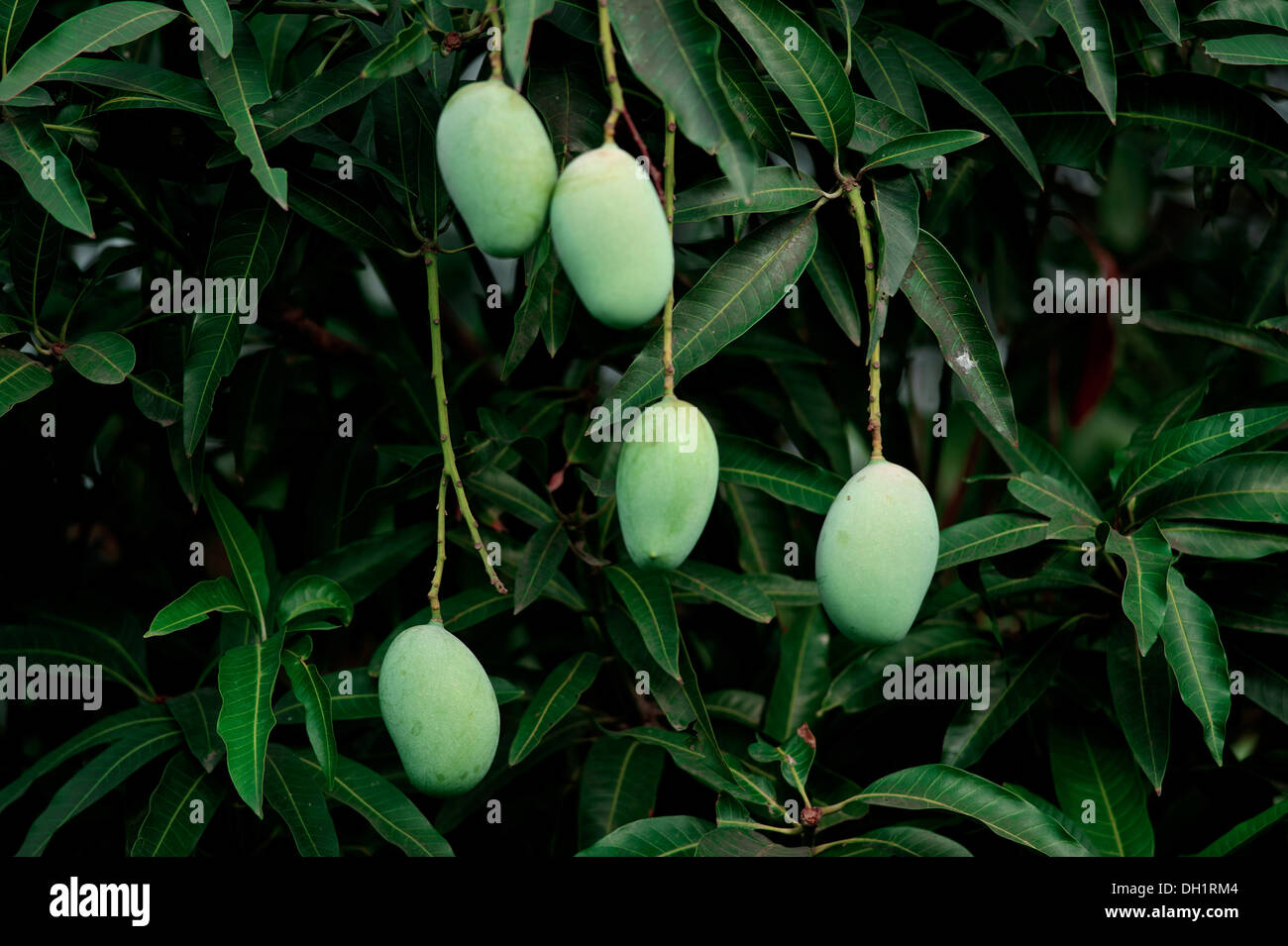 Mango tree india hires stock photography and images Alamy