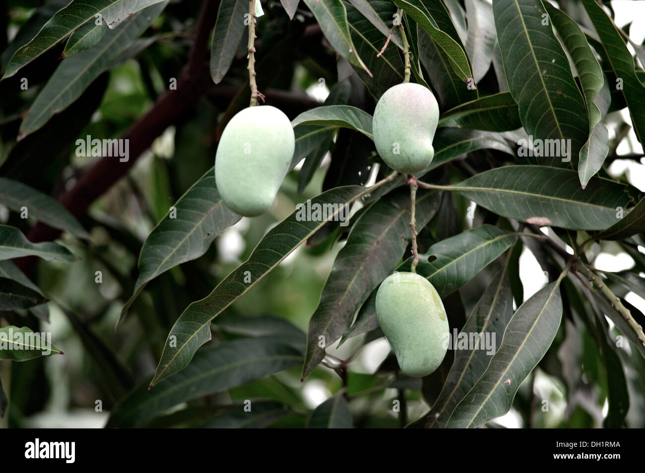 Green raw mangoes hanging from Mango tree Kolkata India Asia Stock