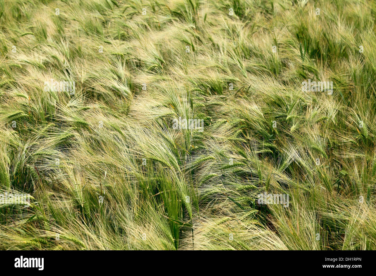 Barley, hordeum vulgare, agriculture agricultural field fields grain crop crops Norfolk UK Stock Photo
