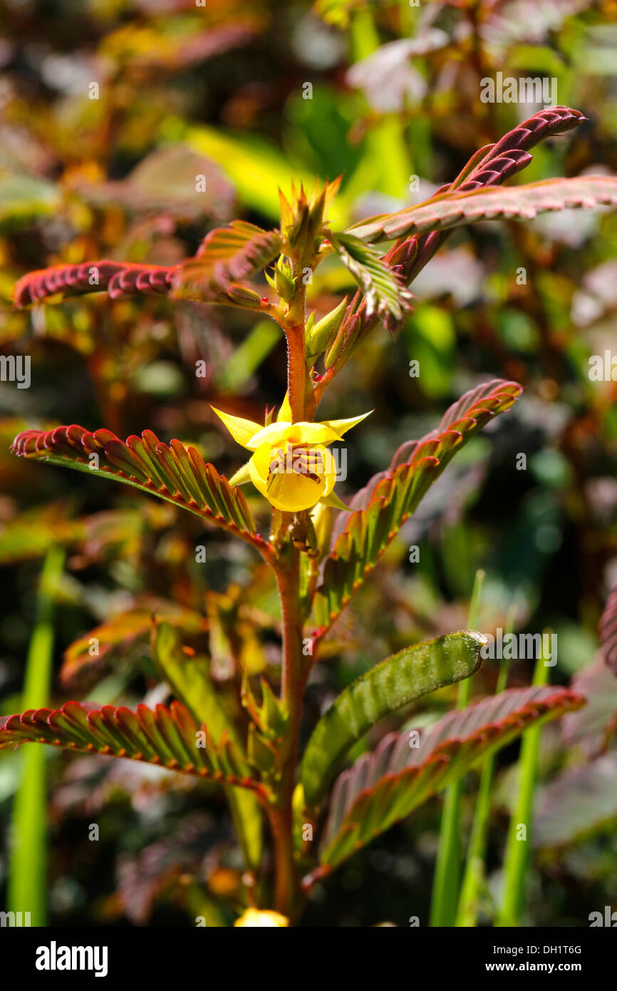 Large Mimosa type of plant, Hawai'i Volcanoes National Park, Big Island, Hawaii, USA Stock Photo