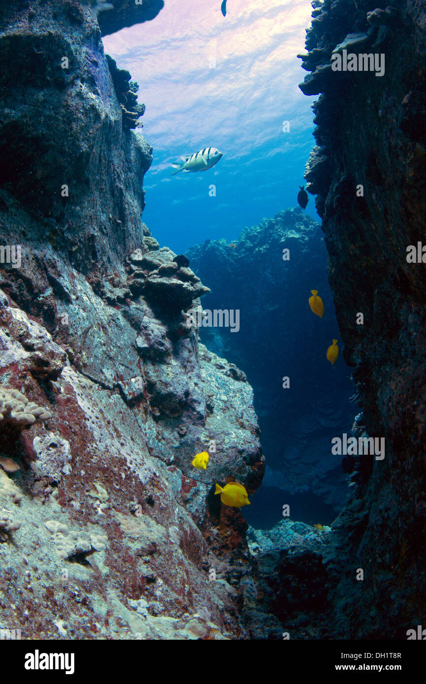 Steep wall in an underwater volcanic area, Kohala Coast, Big Island, Hawaii, USA Stock Photo