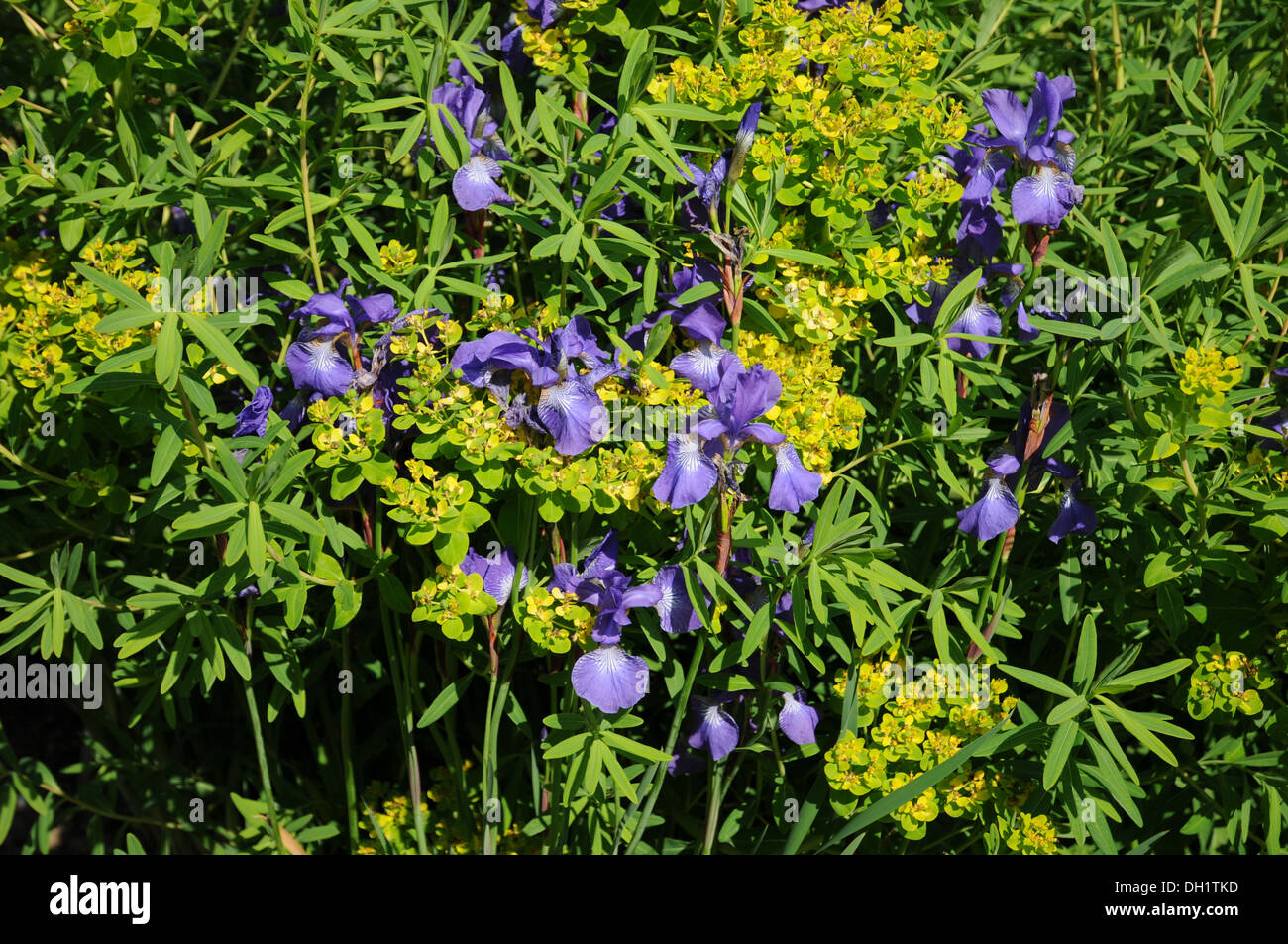 Marsh Spurge and Siberian Irises Stock Photo