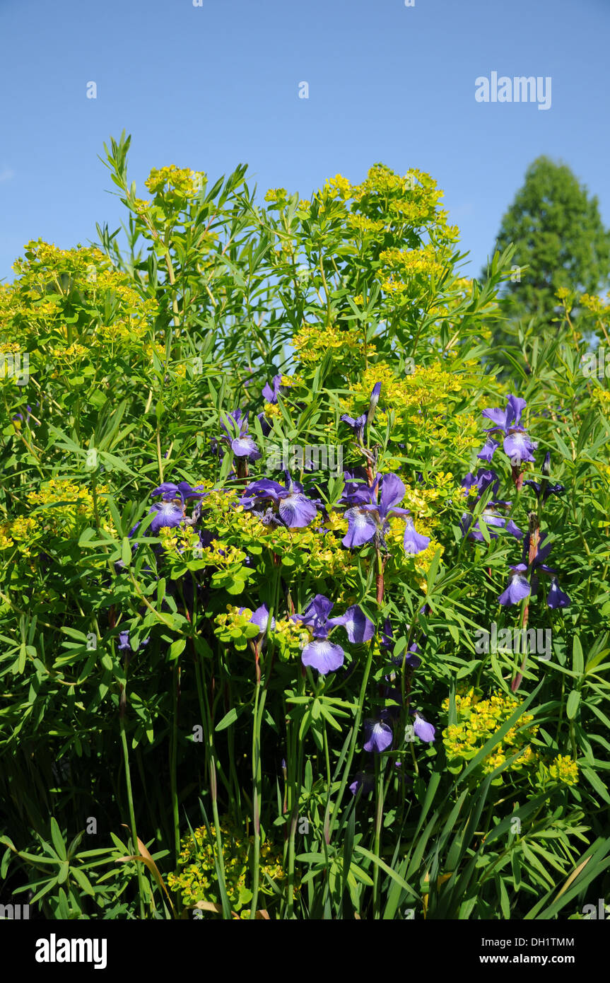 Marsh Spurge an Siberian Irises Stock Photo