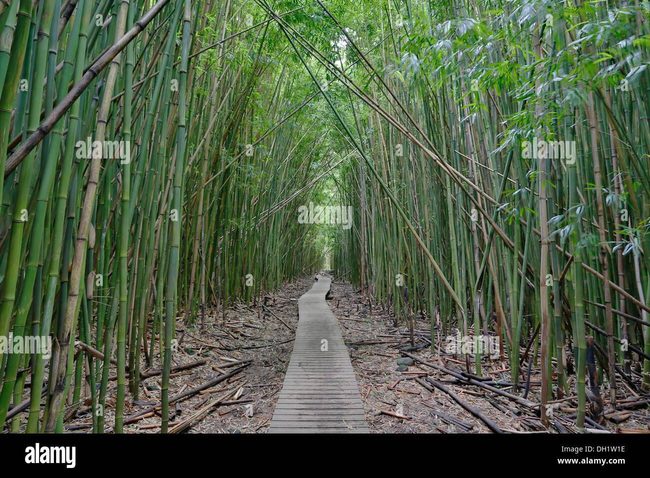 Bamboo Forest, Pipiwai Trail, Haleakala National Park, Kipahulu section, Maui, Hawaii, USA Stock Photo