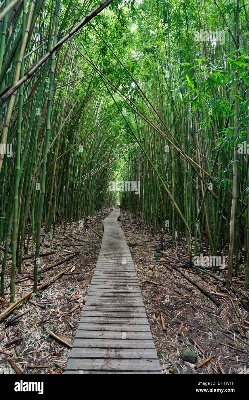 Bamboo Forest, Pipiwai Trail, Haleakala National Park, Kipahulu section, Maui, Hawaii, USA Stock Photo