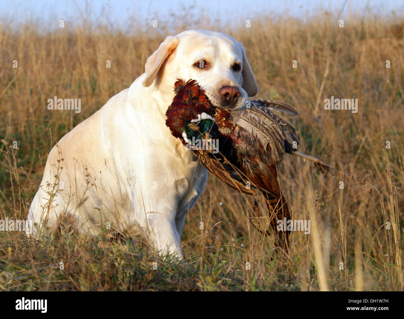 portrait of hunting yellow labrador with pheasant Stock Photo Alamy