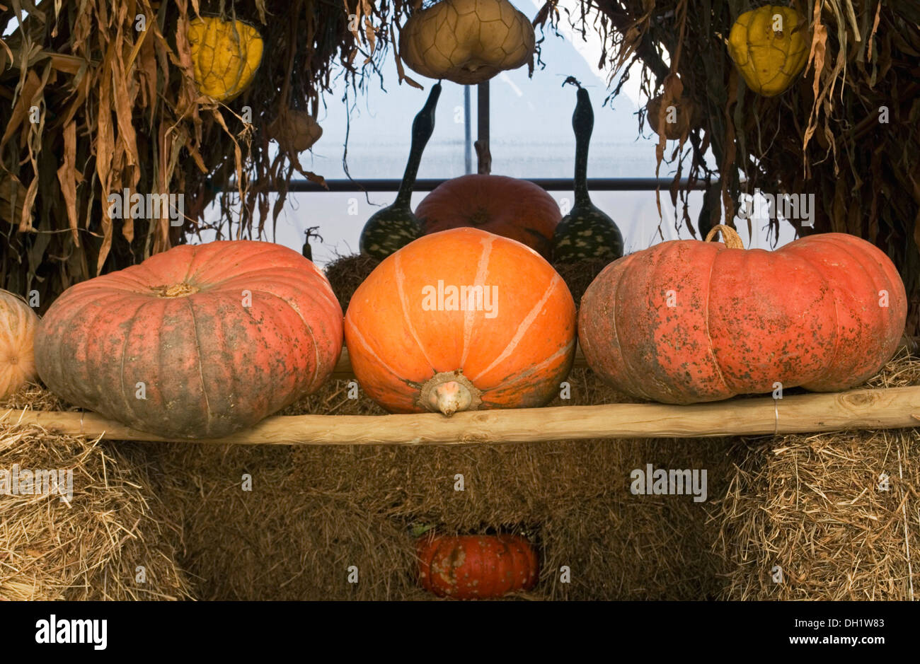 assorted pumpkins and squashes Stock Photo