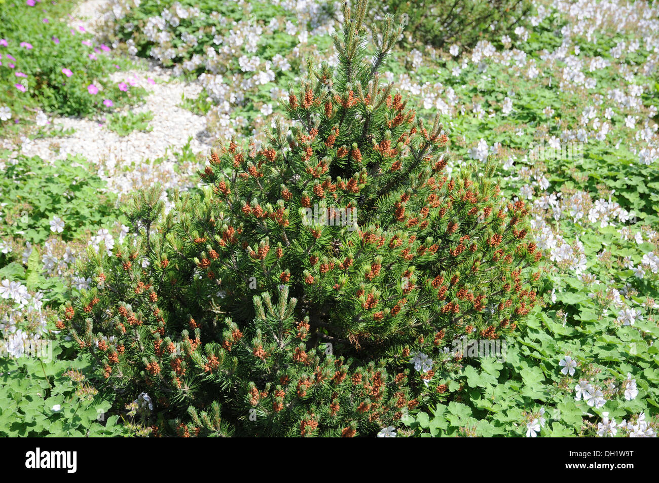 Dwarf Mountain Pine Stock Photo