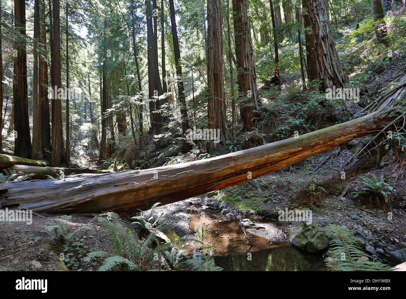 Muir Woods National Monument, California, USA Stock Photo